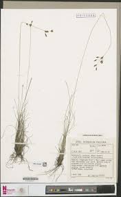 Image result for Panicum subflabellatum