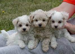 Teacup maltipoo puppies for sale craigslist. Teacup Maltipoos Baby Dogs Cute Dogs Puppies