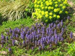 Wer häufiger mit dem schnitt stärkerer äste zu tun hat, ist mit der krafthubschere von master garten gut beraten. Aktuelles Von Master Stauden Winterharte Stauden Fur Lebendige Garten
