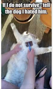 Funny Animal Pictures Of The Day 20 Pics Funny Animal Pictures Funny Animals Funny Cat Pictures