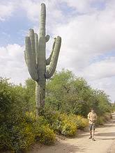 Saguaro Wikipedia