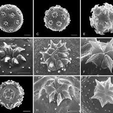 Image result for Centemopsis