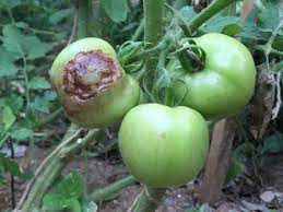 Sono i batteri e gli enzimi dell'apparato digerente ad iniziare questo processo, creando gas. Perche Pomodori Neri Sul Cespuglio Farmer