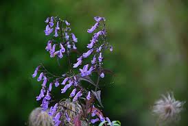 Image result for Isodon ramosissimus