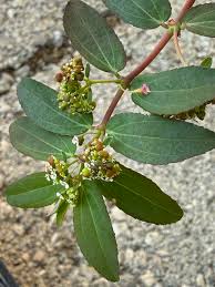 Image result for Euphorbia hypericifolia