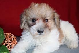 Find schnoodle puppies for sale and dogs for adoption. Schnoodle Puppies Pet City Pet Shops