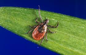 here are the biting ticks in nh number of lyme cases