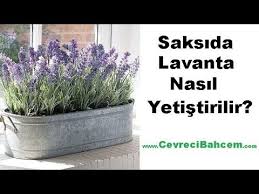 Saksida Lavanta Nasil Yetistirilir Cevreci Bahcem Sayfa 2 2020 Organik Bahcecilik Bitki Cevreci