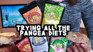 Crested geckos are an arboreal species of gecko native to new caledonia, a group of islands between fiji and australia. My Geckos Review All The Pangea Diets Youtube