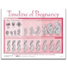 Check out our cat pregnancy selection for the very best in unique or custom, handmade pieces from our shops. Timeline Of Pregnancy Tear Pad Childbirth Graphics