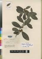 Image result for Gymnosporia pubescens