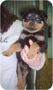 Schwartz family rottweilers we are not a kennel….we are a family that loves the breed and is committed to providing you with a well rounded, socialized, lovable new addition to your family! Honesdale Pa Rottweiler Meet Rottie Pups A Pet For Adoption