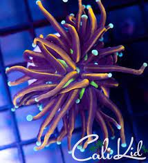 block:boxes=knicks_historyheader the knickerbockers story the city's team. Help Id My Torch New York Knicks Reef2reef Saltwater And Reef Aquarium Forum