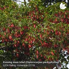 Image result for Dipterocarpaceae