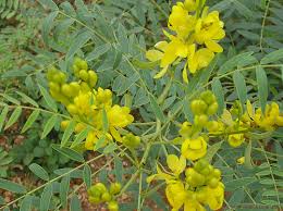 Semoga dengan adanya artikel manfaat dari teh daun. Manfaat Dan Efek Samping Daun Jati Cina Obat Herbal Promo
