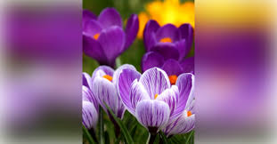 Obituary information for Webster Evans