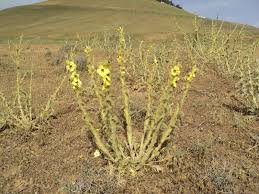 Image result for Verbascum scrophulariifolium