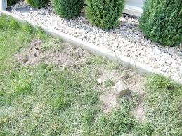 Ratten Im Garten Und Hunde Dazu Sonstiger Talk Rund Um Den Hund Dogforum De Das Grosse Rasseunabhangige Hundeforum