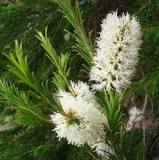 Tea Tree 20 Seeds Melaleuca Alternifolia Etsy In 2021 Antiviral Essential Oils Trees To Plant Melaleuca
