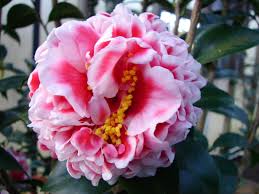 A stunning specimen, camellias deserve a featured spot in any landscape. Beautiful Camellia Varieties Hgtv