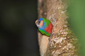 Image result for Paropsia braunii