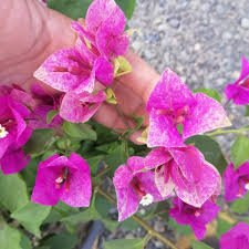 Pak mood, i have this roman flower pot on top of both my gate pillars. Bougainvillea Garden Home Facebook