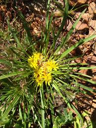 Image result for Geigeria africana