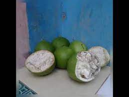 Buah maja/berenuk obat herbal tradisional buah langka maja. Cara Mengolah Buah Berenuk Buah Maja Untuk Obat Youtube