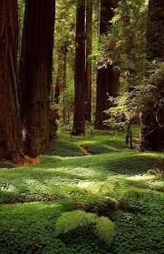 Forest Floor The Redwoods California The Best Travel Photos Naturfotografering Landskap Vackra Platser