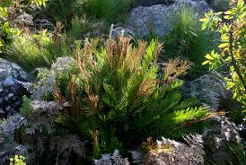 Image result for Blechnum tabulare