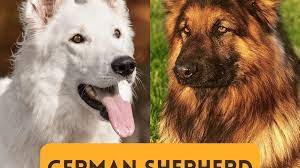 German Shepherd Coat And Color Varieties Pethelpful