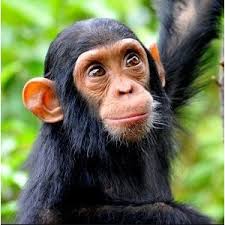 Exotic pets, animals and reptile price in india all legal pet to own in india which is exotic ball payton marmoset monkey. Chimpanzee Buy Live Mammals Online In India
