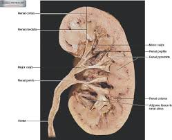 Solved Observe The Human Torso Model And Figures 66 2b And 66 Chegg Com