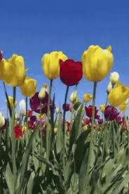 1920x1200 animated wallpaper gif download hd wallpapers. Spring Flowers Gifs Tenor