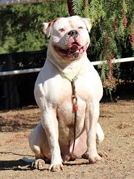 Looking for american bulldog facts? Pin By Gary Small On Bybees American Bulldogs Bulldog Puppies American Bulldog Puppies American Bulldog