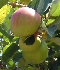 Tenerife Fruit And Vegetable Crops Of The Canary Islands Tenerife Fruit Fruits And Vegetables