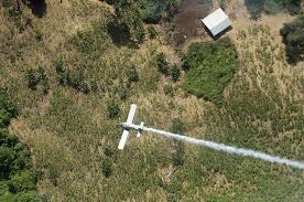 Las 5 claves para entender el violento conflicto que suma 19 muertos. Colombia Da Un Nuevo Paso Para Fumigar La Coca Con Glifosato