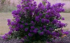 Check spelling or type a new query. Deep Purple Lilac Bushes