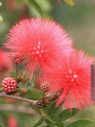 Image result for Calliandra haematocephala