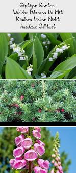 Welche Pflanzen Im Garten Sind Giftig Welche Solltest Du Nicht Mit Kindern Ansetzen Was Genau Ist An Den Pflanzen Giftig Und Was Tun Wenn Das Kind Eine In 2020 Plants