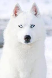 Fue originalmente creado por el pueblo chuckchi del nordeste asiático como un perro de trineo de gran. Las Mejores 22 Ideas De White Siberian Husky Perro Husky Huskies Siberianos Husky Siberiano