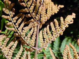 Image result for Osmundaceae