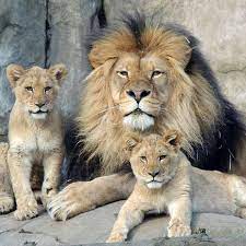 Lions At Oregon Zoo Pride Animals Beautiful Animals Amazing Animal Pictures