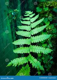 Image result for Deparia