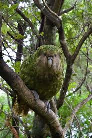 Image result for Grey 1997 CIL