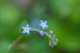 If i'm not writing, you can probably find me over at disneyland. Flowers Nature Macro Forget Me Nots Wallpapers Hd Desktop And Mobile Backgrounds