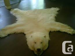 You don't need to go hunting in the woods for a bear. Authentic Bear Rug For Sale In Gibsons British Columbia Classifieds Canadianlisted Com