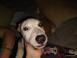 Lost and Found pets in Childersburg, AL