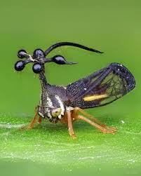 Image result for Solenangis clavata