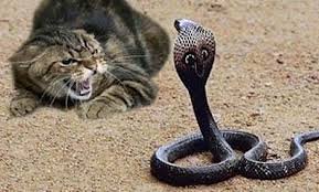 Gratis untuk komersial tidak perlu kredit bebas hak cipta. Kucing Ku Chank Ie Vs Ular Steemkr